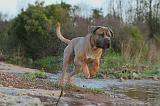 CANE CORSO 137